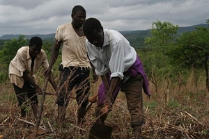 Malawi farmers