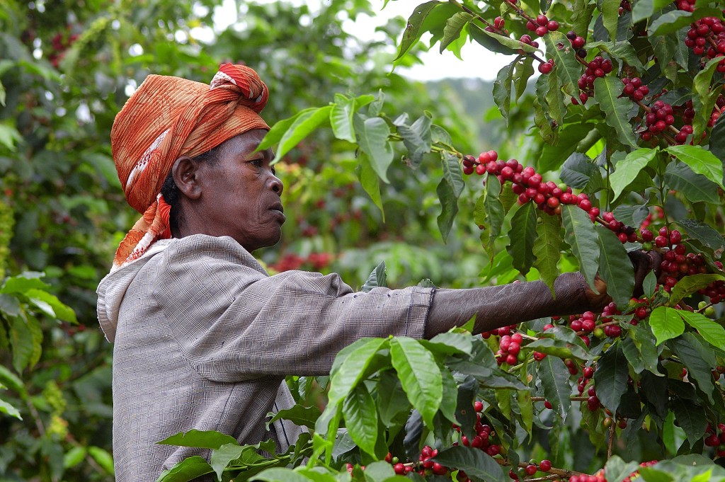 Rwanda: coffee producer and member of Maraba cooperative, picking ripe coffee cherries by hand. 