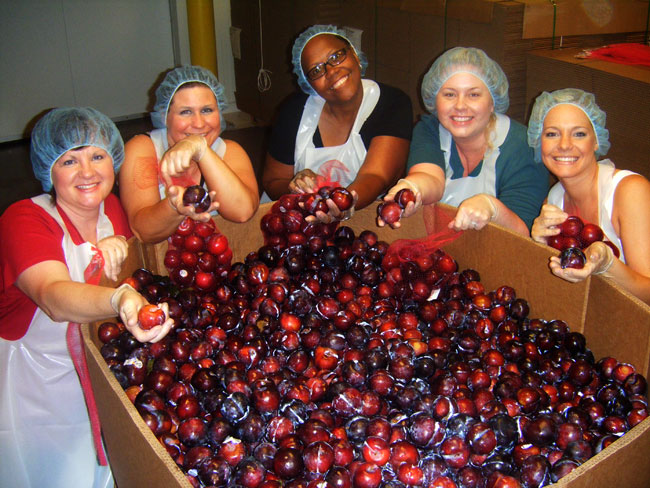 Volunteers checking plums at the Mid-Ohio Food Bank.