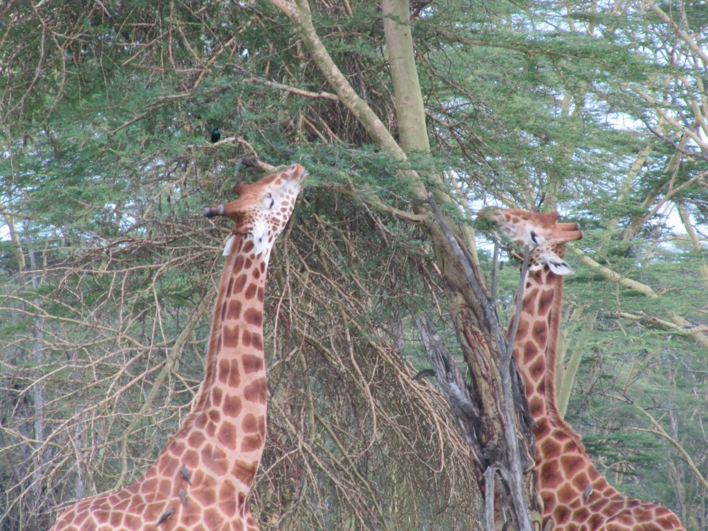 Thanks to the Biomimicry Institute, we appreciate that our species is anything but unique in its reliance on feedback. Perhaps few feedback loops are as striking as that between acacia trees and giraffes.