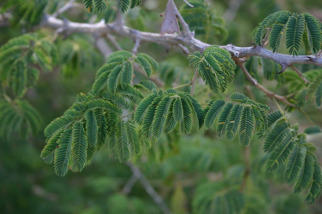 The leaves of acacias Acacia erubescens.