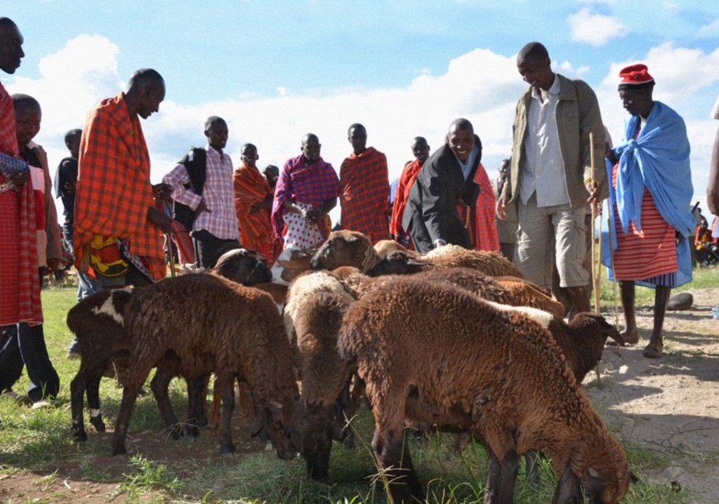 With support from KCDF, the Nkoilale Community Development Organization (NCDO) arranged a local resource mobilization drive – the community donated livestock to fundraise for the development of classrooms. Credit KCDF