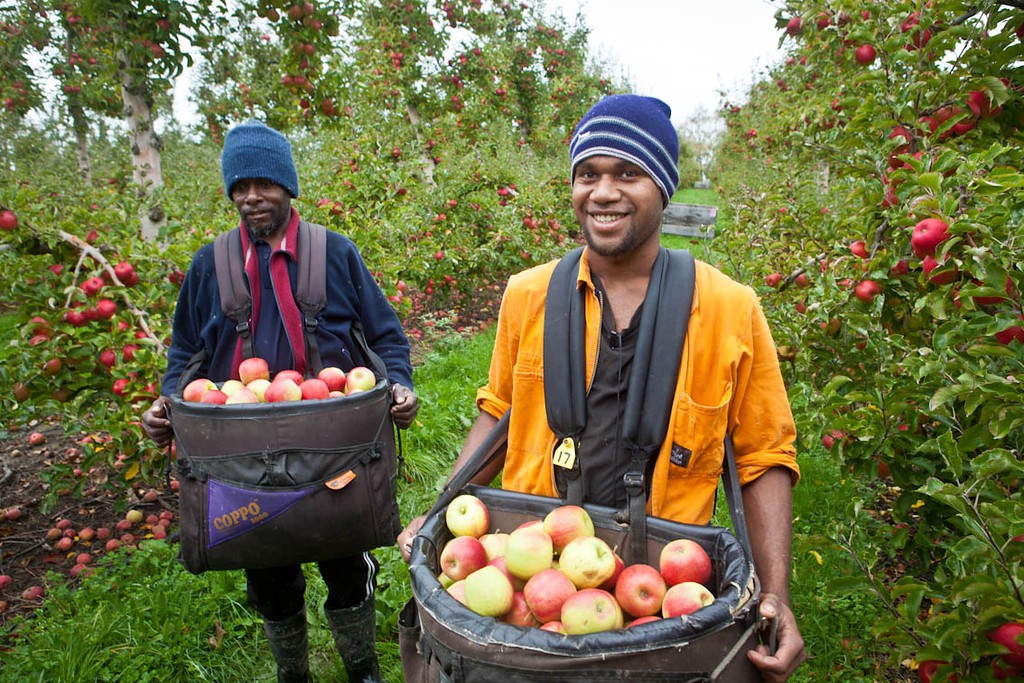Recognised Seasonal Employer workers were recruited in Tonga, Samoa and Vanuatu. Credit: Horticulture NZ.