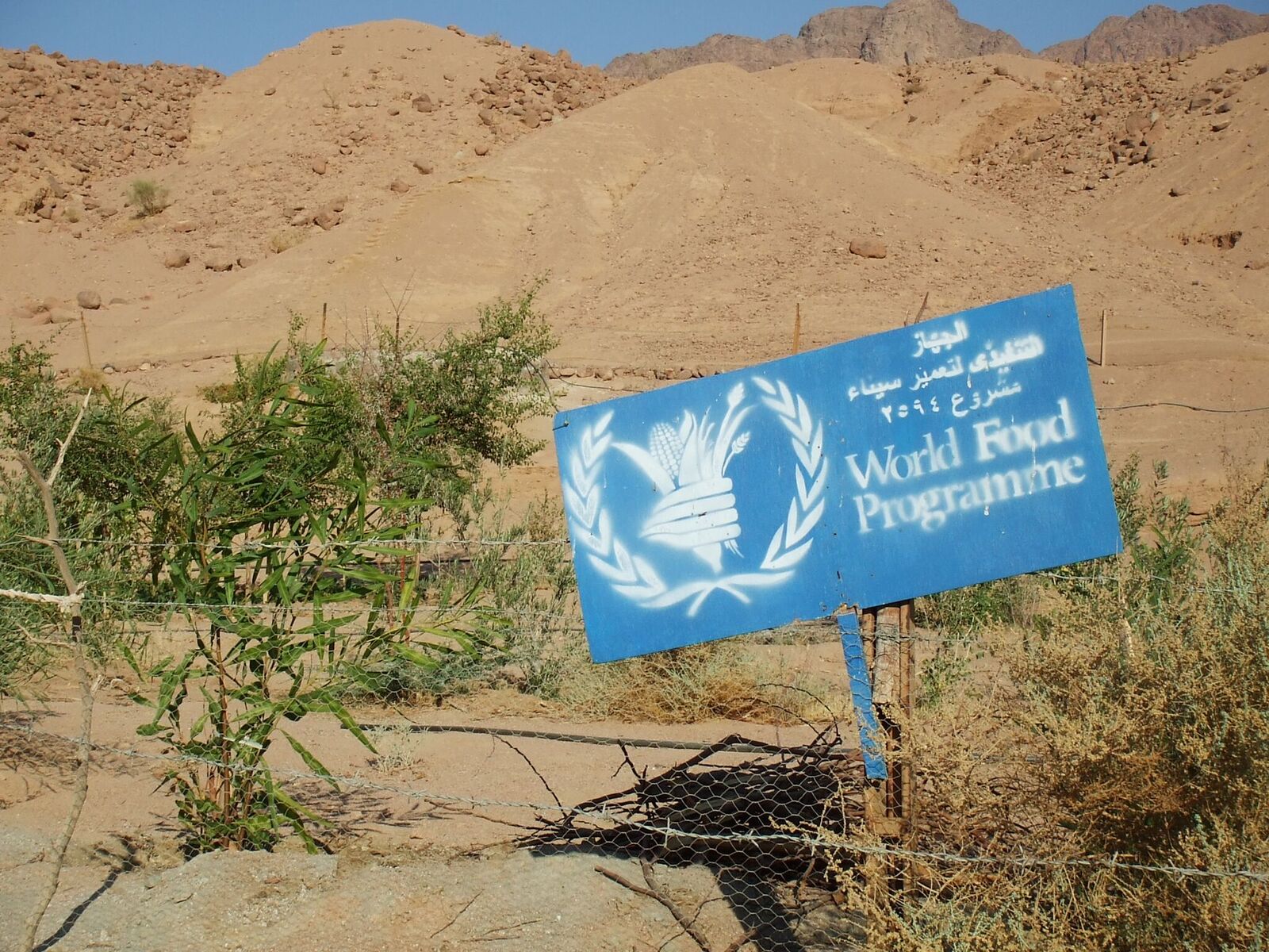 A Bedouin garden sponsored by the WFP. Project funds bring short-term relief but Bedu need lasting change